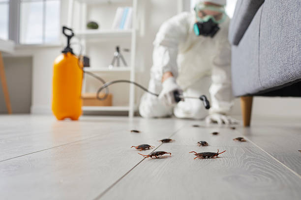 Post-Treatment Bed Bug Interceptor Monitoring in Rome